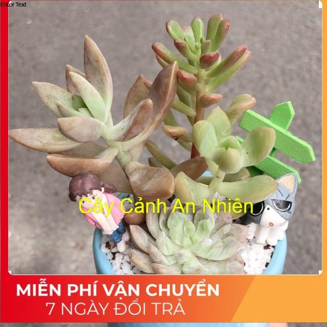 Chậu sen đá tiểu cảnh