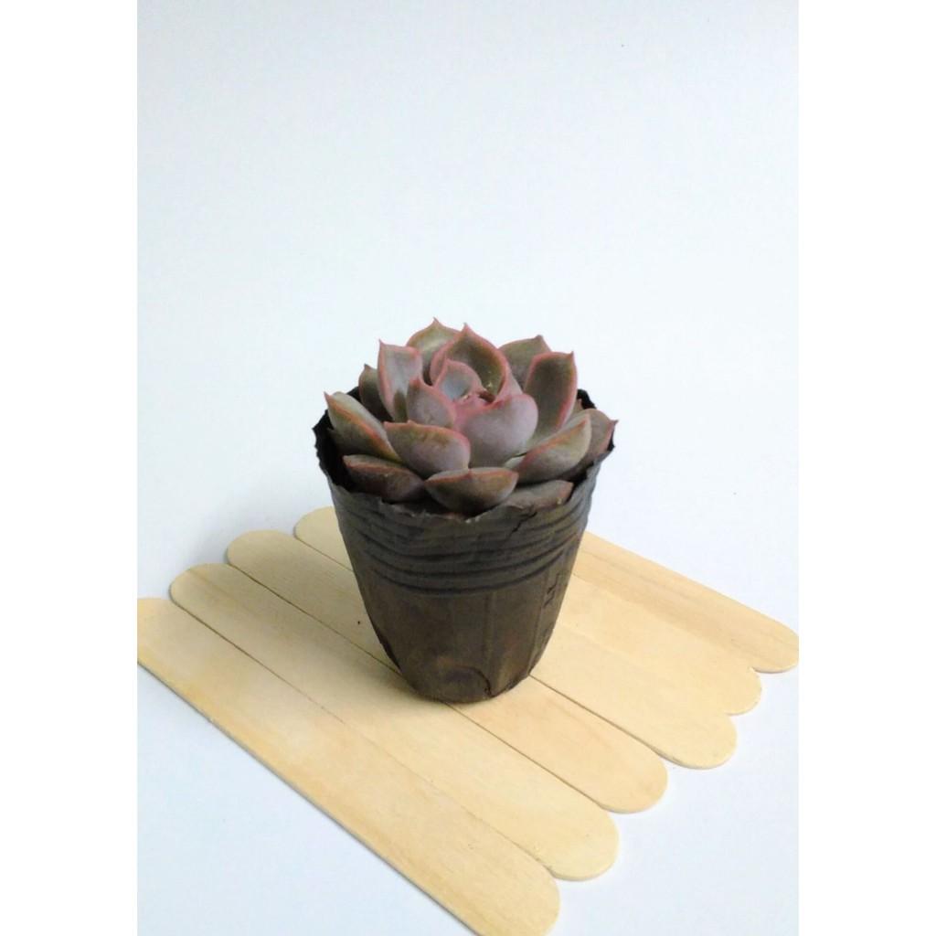 Sen đá bầu nhỏ ngẫu nhiên size 5-8cm FREESHIPĐã thuần khí nóng Bao đẹp