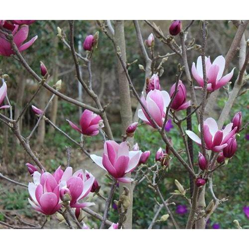 Cây Hoa Mộc Lan Hồng - Cây Hoa Đang Nụ Nở Hoa Vào Dịp Tết Nguyên Đán +