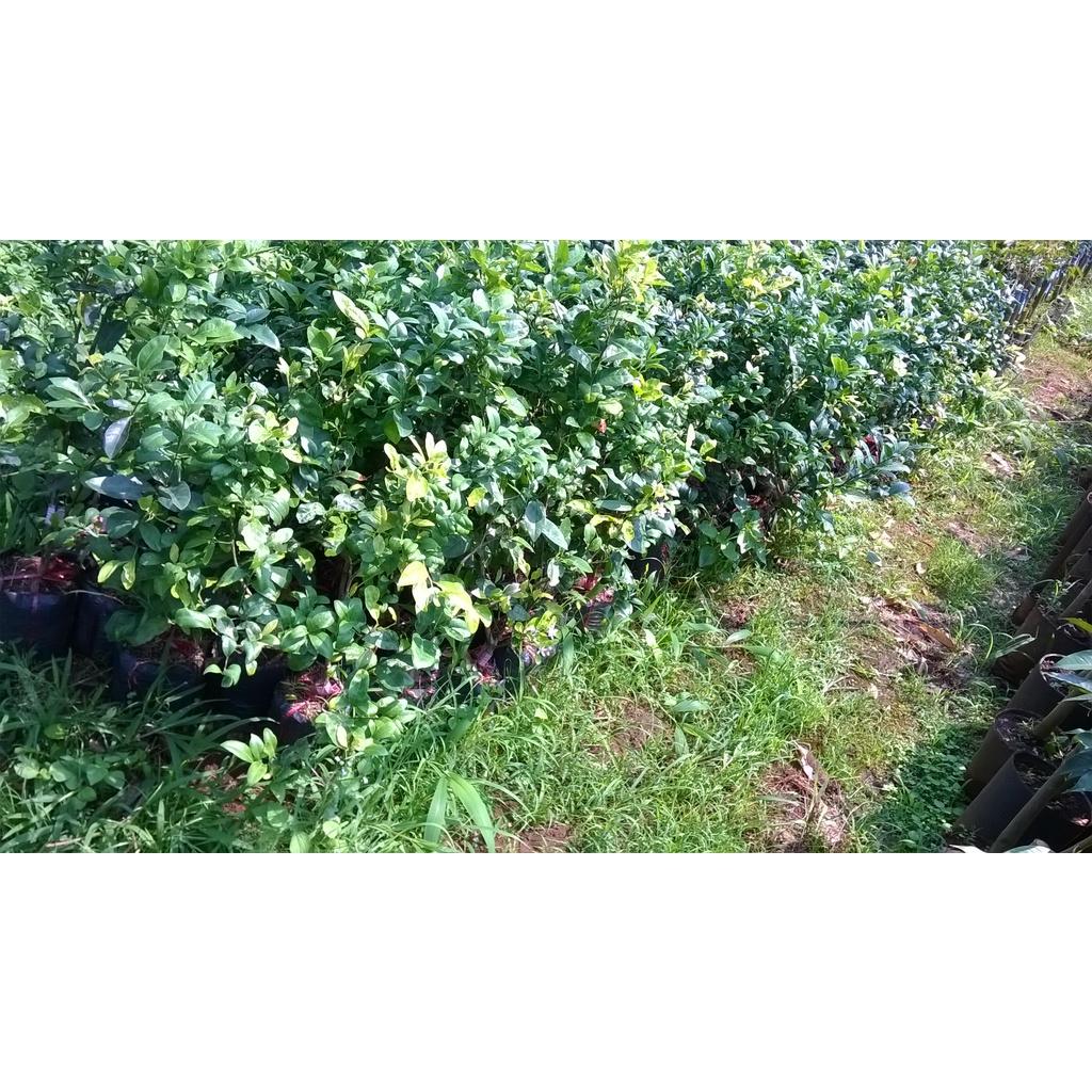 CÂY GIỐNG CHANH NÚM SIÊU QUẢ, SIÊU SỚM.