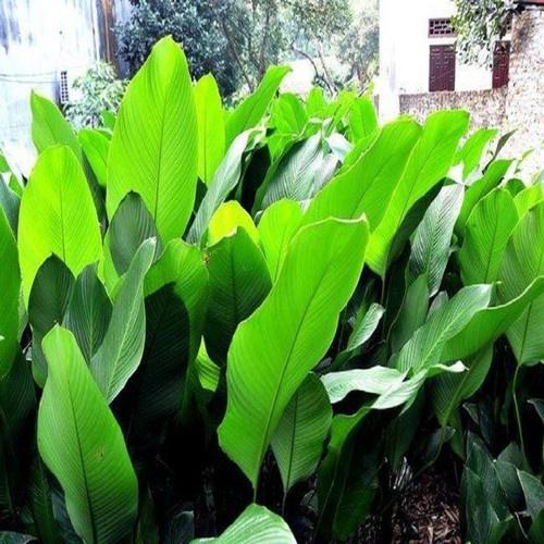 Combo 5Cây Giống Lá Dong Cảnh 981SP