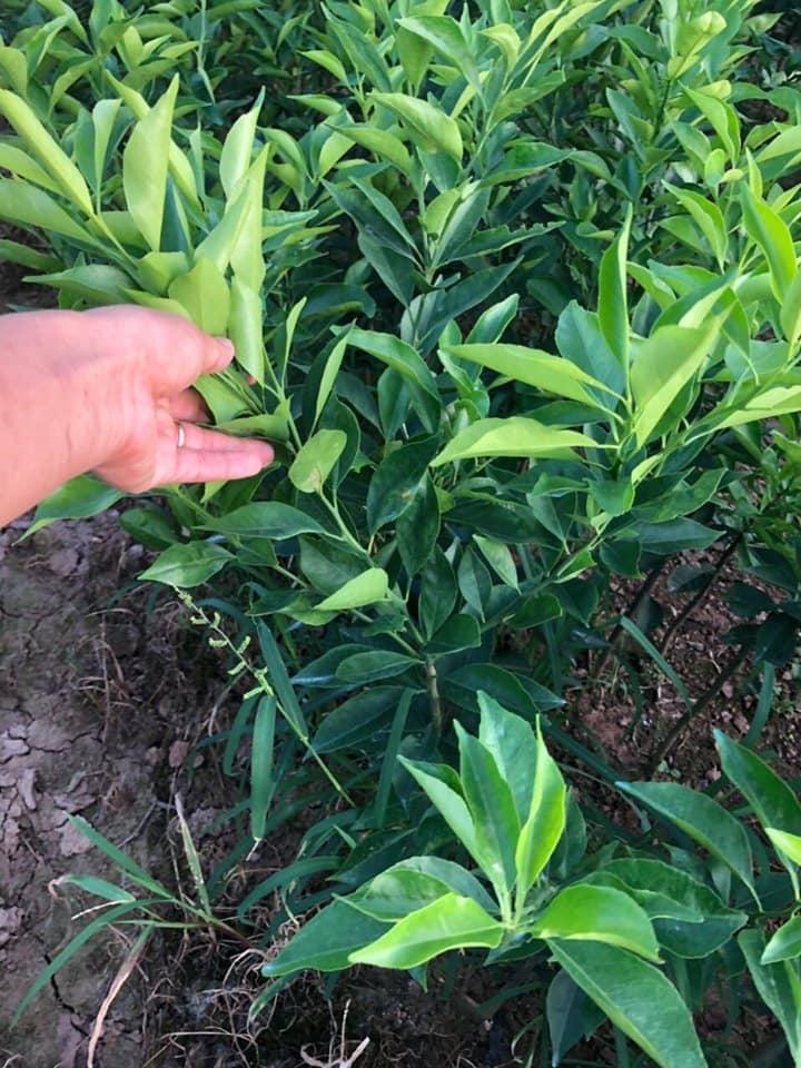 Cây Cam Đường Canh
