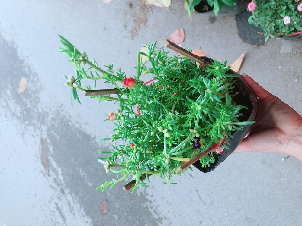 Hoa Mười Giờ