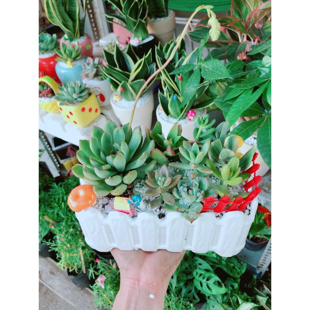 Chậu sen đá tiểu cảnh