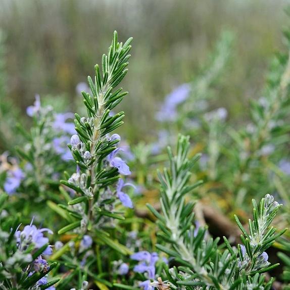 Hạt giống Hương Thảo Rosemary 230 gói 0.03gr