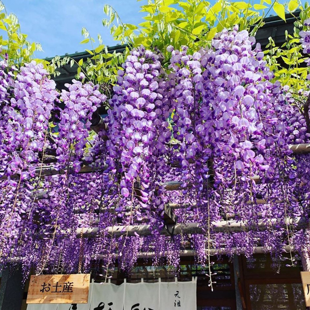 Hạt Giống Hoa Tử Đằng