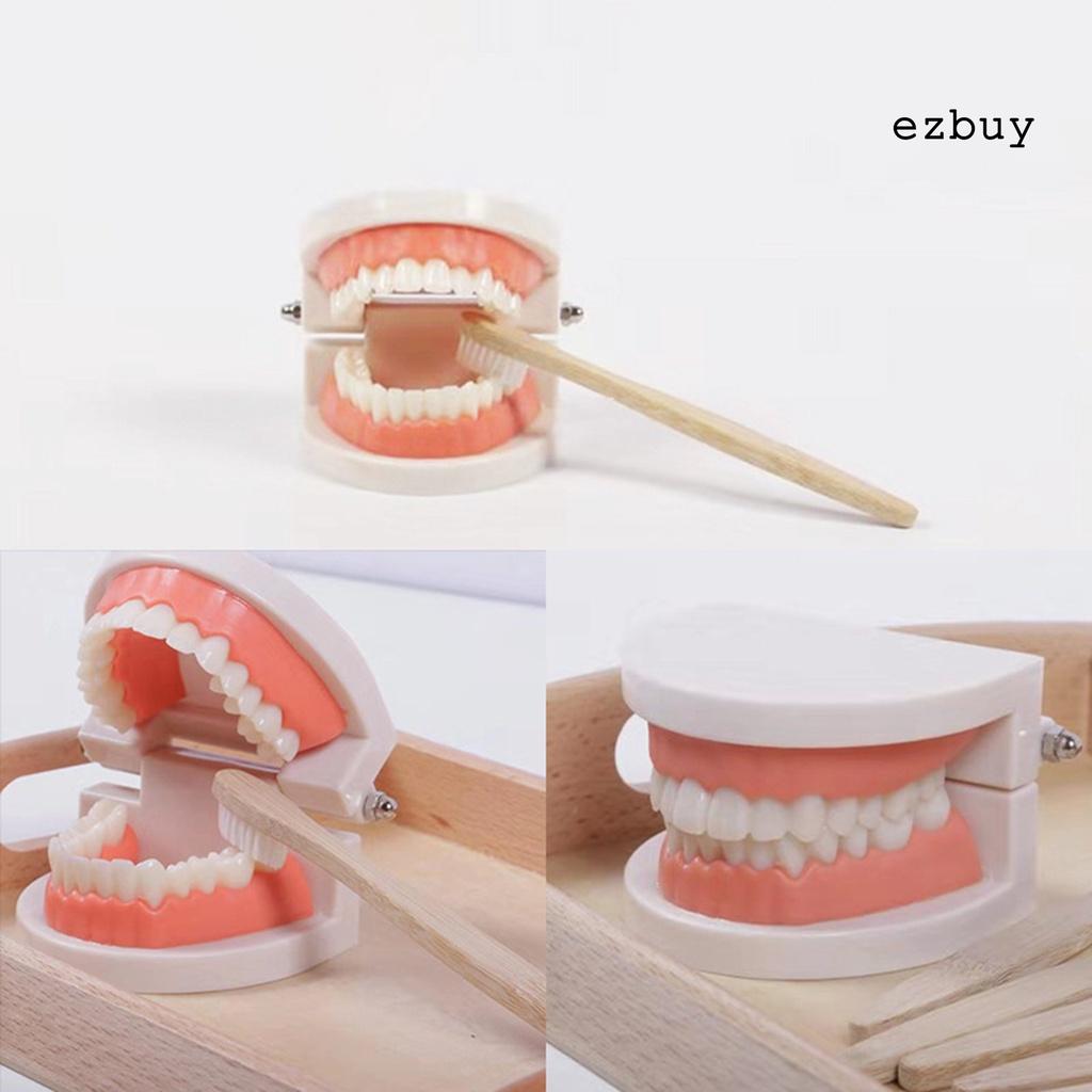 EY-1 Set Tooth Model Sturdy Structure High Simulated Reusable Dental Teaching Tooth Toothbrush Model for Child