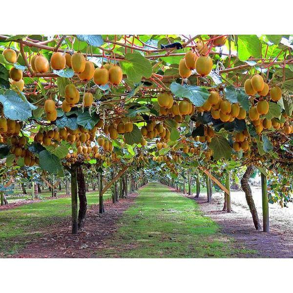 Hạt giống cây ăn trái kiwi - 1 gói 30 hạt