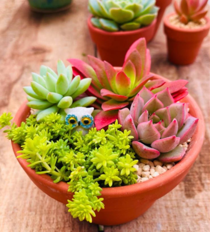 SET SEN ĐÁ MINI ĐÀ LẠT GỒM CHẬU + CHẤT TRỒNG