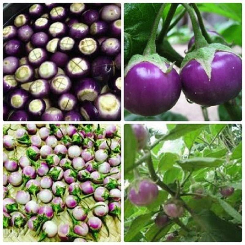 Hạt Giống Cà Pháo Tím F1 - 2 gram/gói