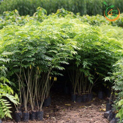 Cây giống sưa đỏ f1