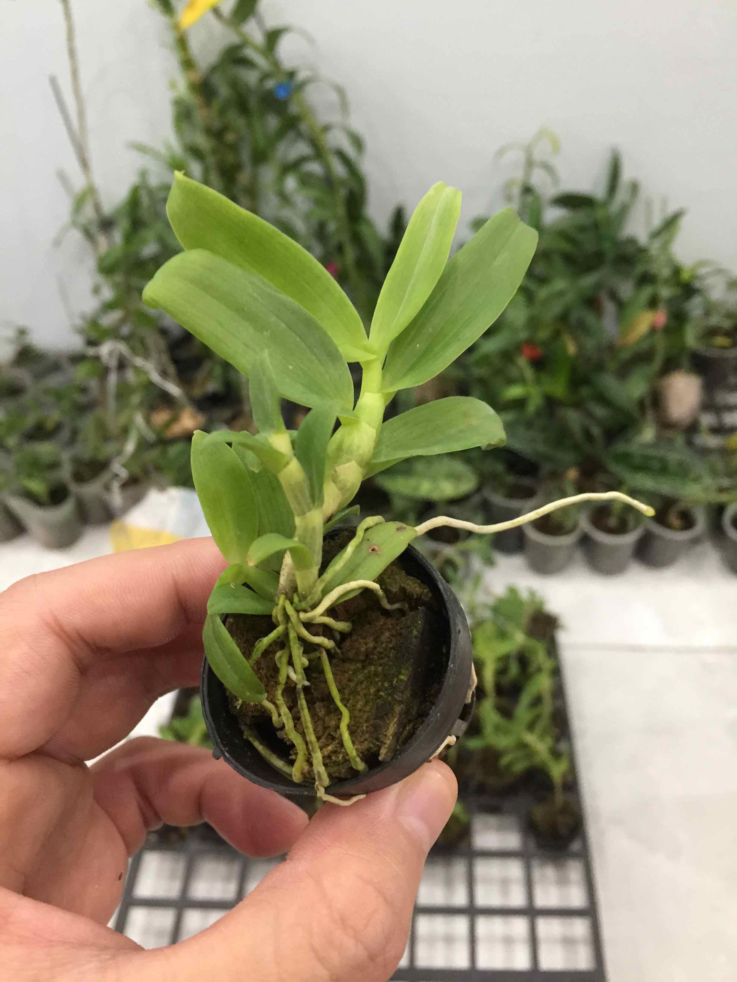 Phong lan phi điệp 5ct cánh trắng phú thọ gieo hạt cây cực đẹp