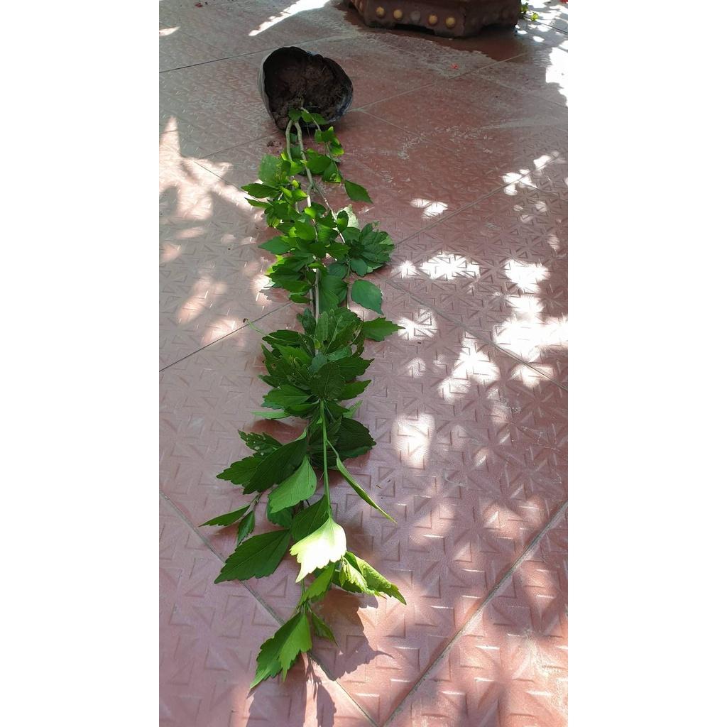 Hoa dâm bụt tím kép siêu đẹp siêu hiếm- cây to size mẹ, chờ hoa-bảo hành mặt hoa theo yêu cầu