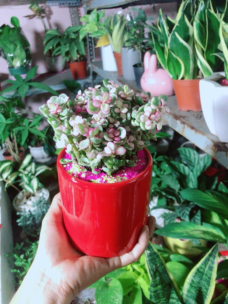 Chậu Cây Cành Vàng Lá Ngọc