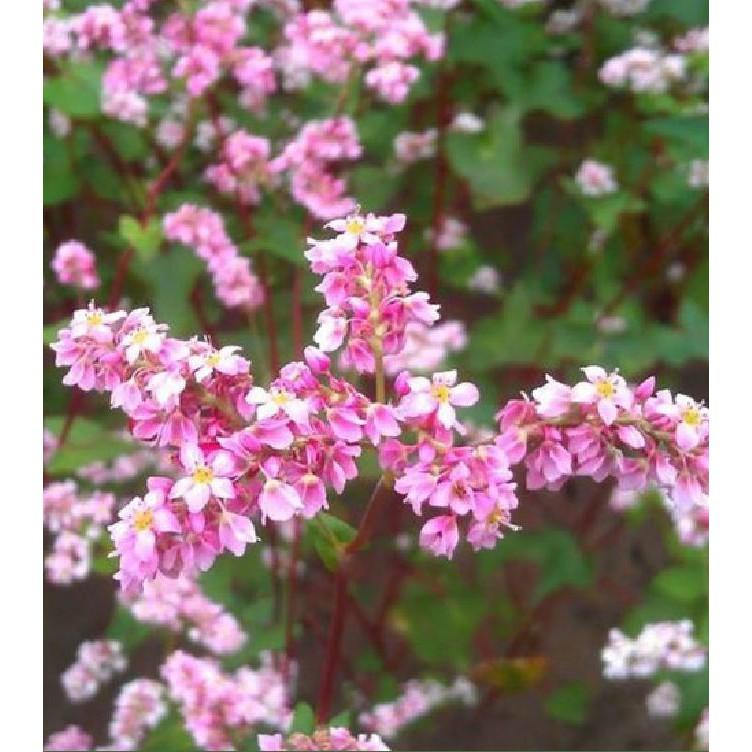 Hạt giống hoa tam giác mạch - 10gr/gói