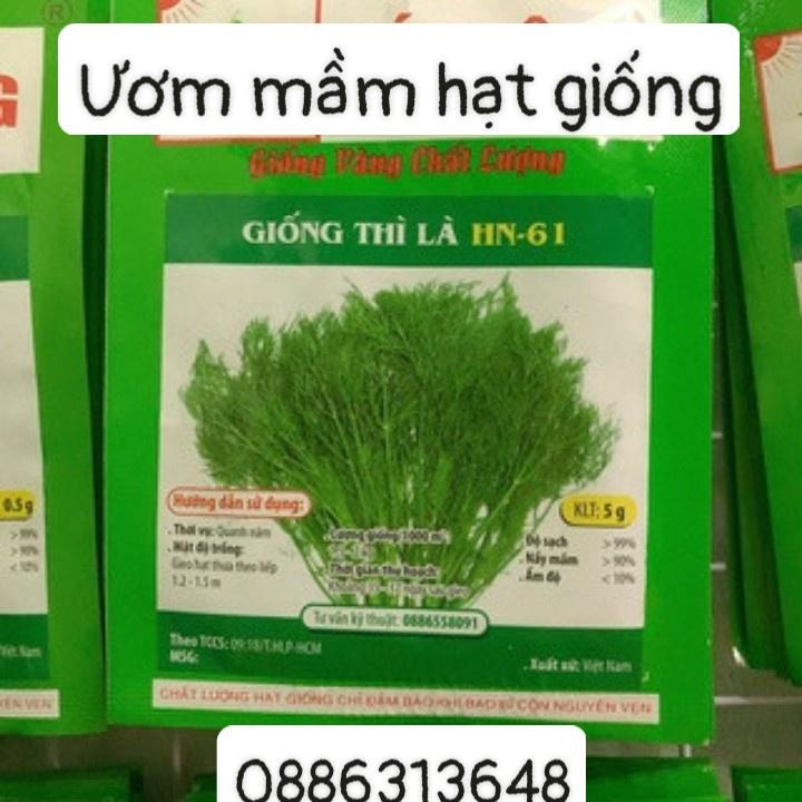 Giống Thì là hn