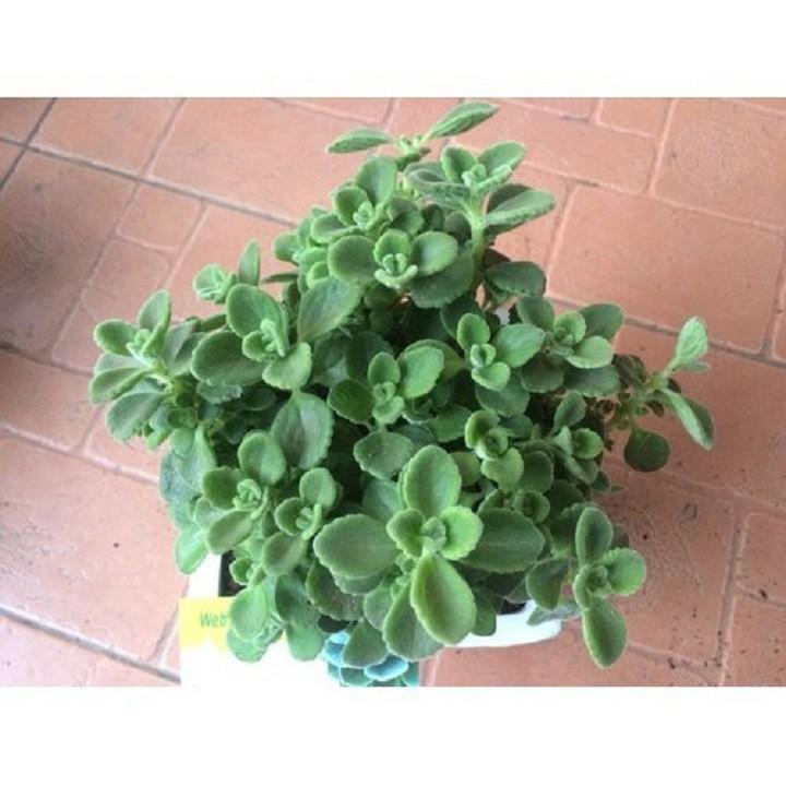 CHẬU CÂY NHẤT MẠT HƯƠNG , XUA ĐUỔI MUỖI, MANG LẠI TÀI LỘC CHO CHỦ NHÀ