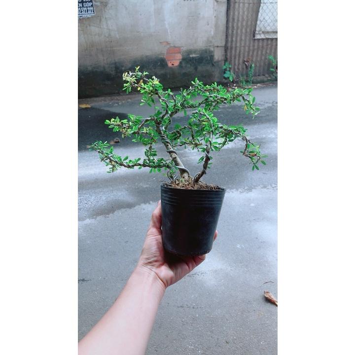 Linh Sam Bonsai
