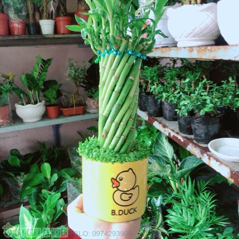 Chậu Trúc Phát Tài Xoắn