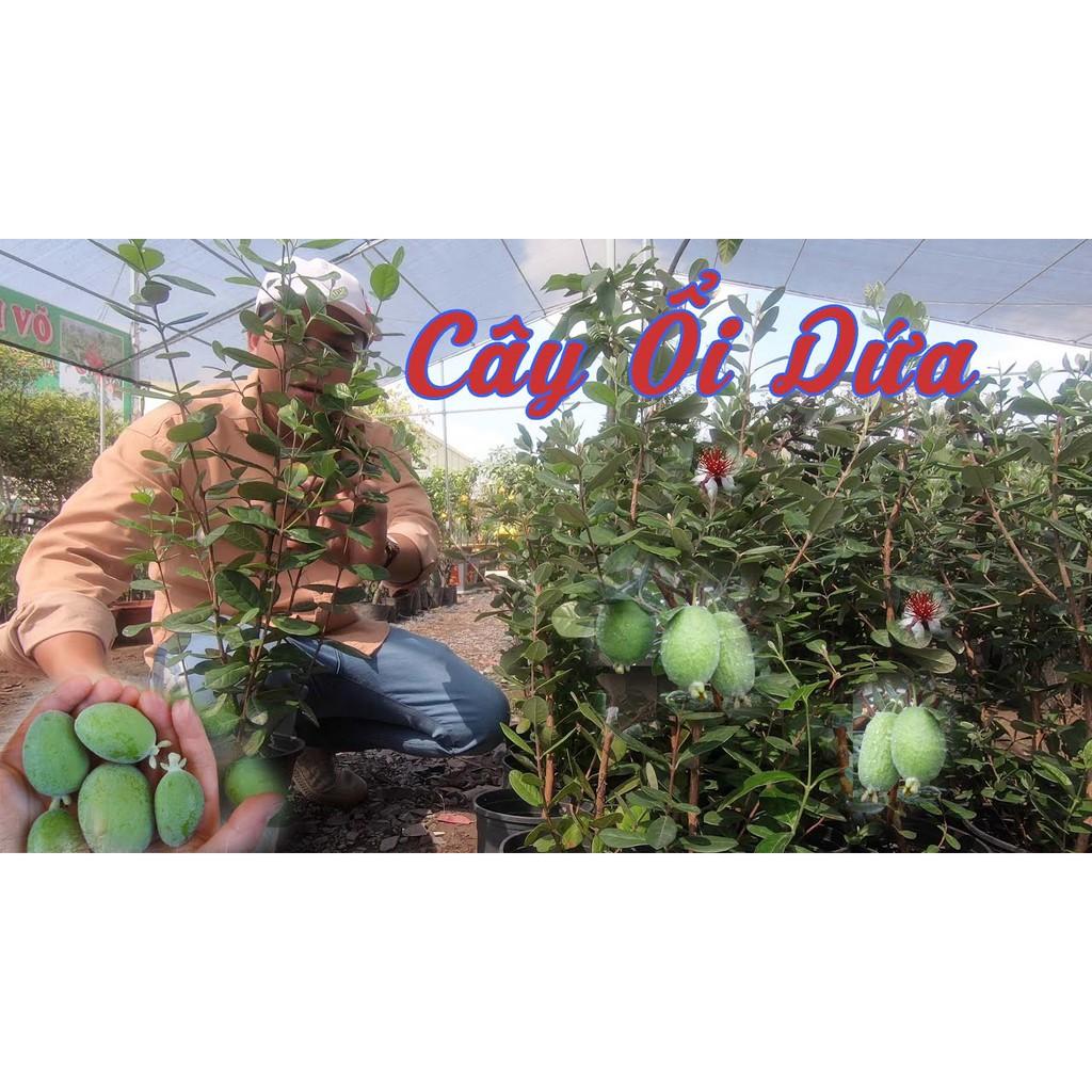 Cây giống ổi dứa