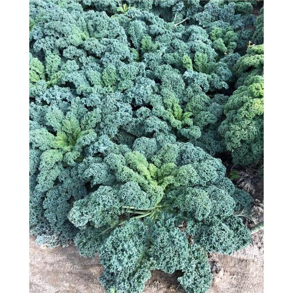 Hạt giống rau cải xoăn xanh - cải kale xanh KNS3389 - 1 gói 20 hạt
