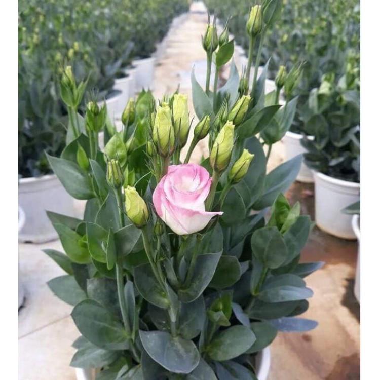 Hạt giống hoa cát tường mix màu 5hạt/gói