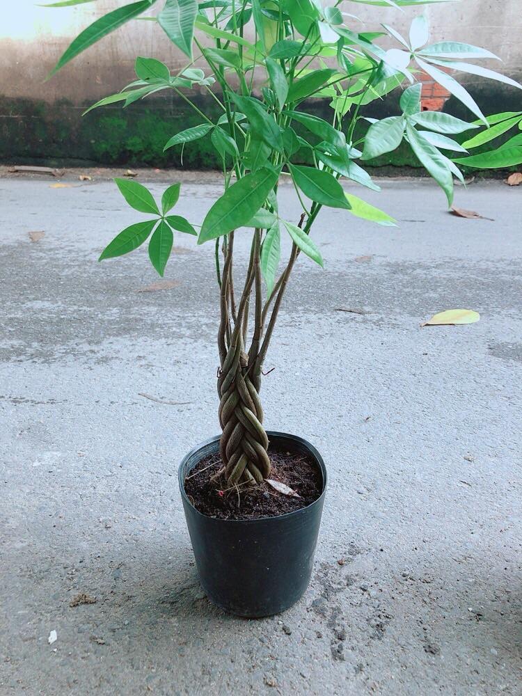 Kim Ngân Thắt Bím Cao 60cm