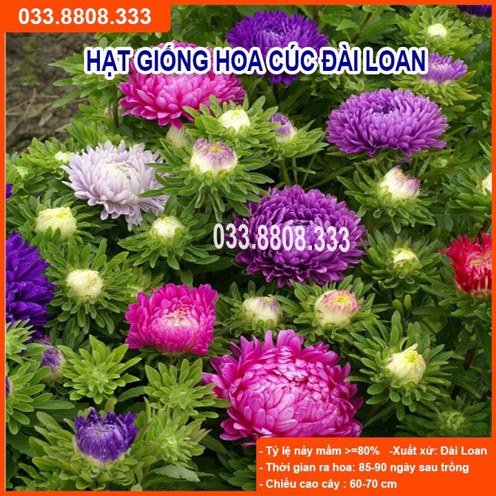 Hạt Giống Hoa Cúc Đài Loan -Tỷ lệ Nảy Mầm Cao