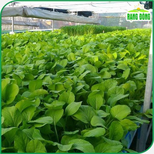 Hạt giống Cải Ngọt Rado 54 (20g~6000 hạt) giòn, ngọt, bẹ to, ít sâu bệnh, trồng quanh năm - Hạt giống Rạng Đông