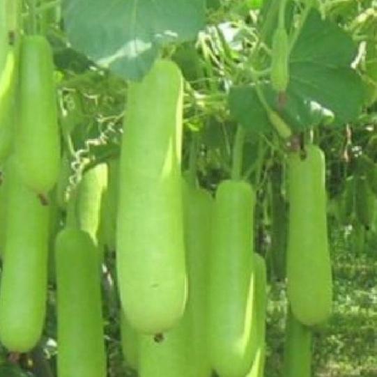 Combo 2 gói Hạt giống bầu lai siêu quả F1-gói 10 hạt/tặng kèm gói phân bón lót