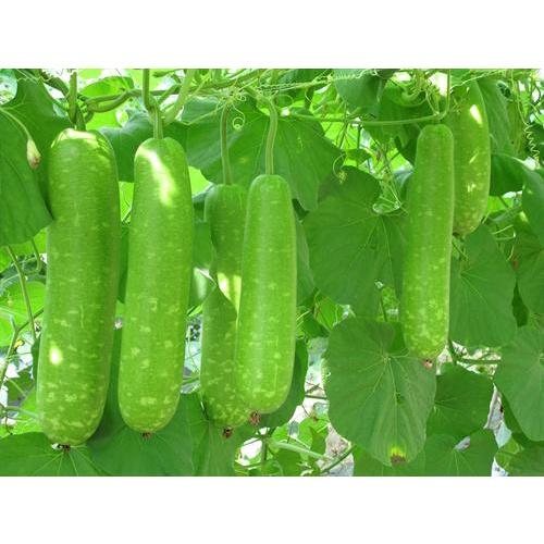 Hạt Giống Bầu Sao Trái Ngắn F1 KNS316 - Gói 10 hạt