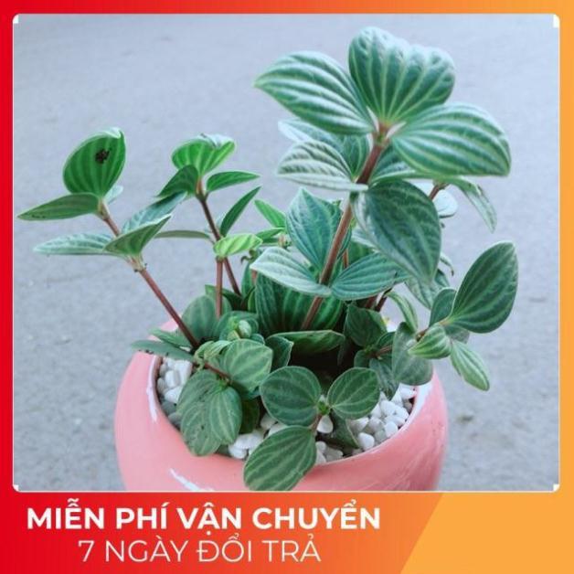Chậu Cây Kim Cương Hột Xoàn