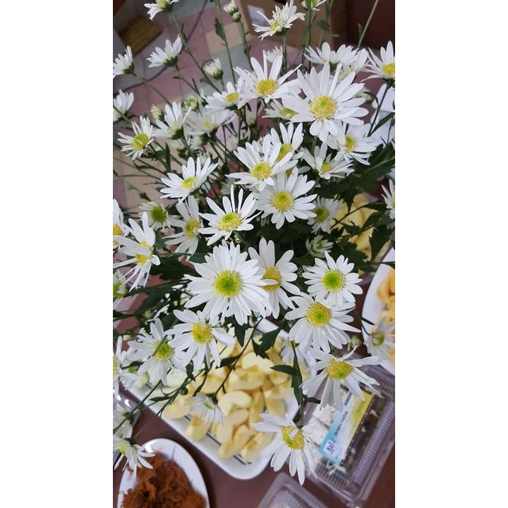 Hạt giống hoa cúc hoa mi trắng - 1 gói 50 hat