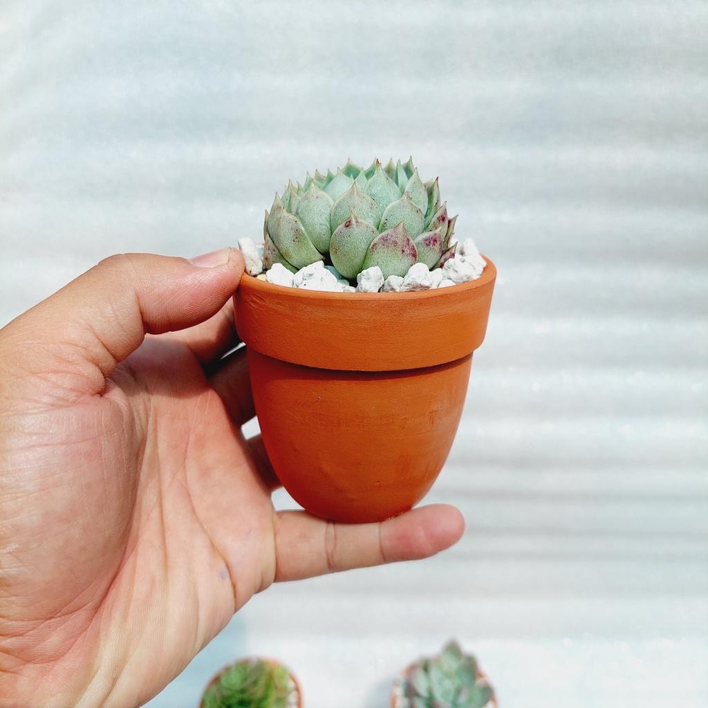 Chậu đất nung Bình Dương - Chậu ly có gờ bo đích, miệng chậu 7cm, chiều cao 7cm