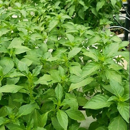 Hạt giống Lá É gói 5gr - Rất dễ trồng