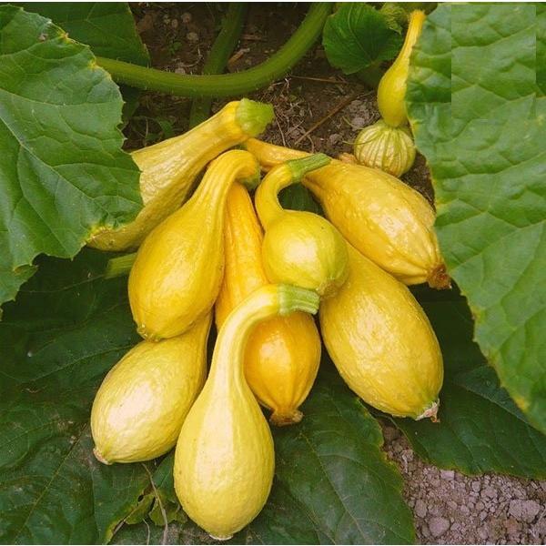 Hạt giống bí thiên nga F1 KNS338 - Gói 5 hạt