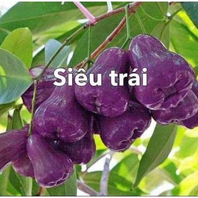 Cây giống mận tím roi trái sớm