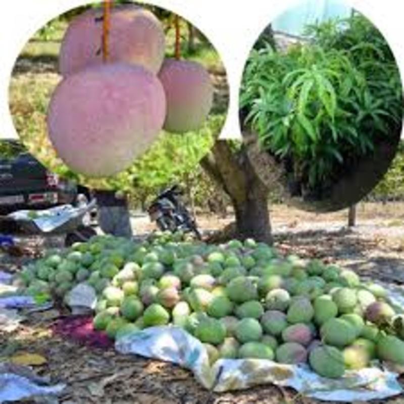 Cây giống XOÀI ÚC - Giống chuẩn F1 - Siêu quả