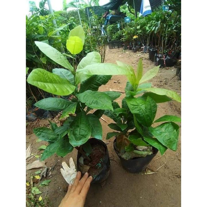 CÂY GIỐNG HOA MAI XANH THÁI