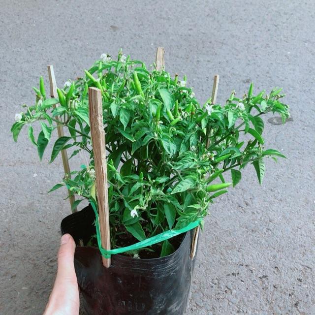 Cây Ớt Hiểm