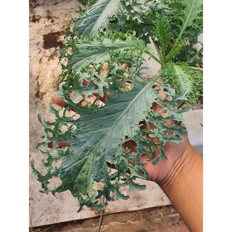 Hạt giống cải kale rong biển mỹ f1