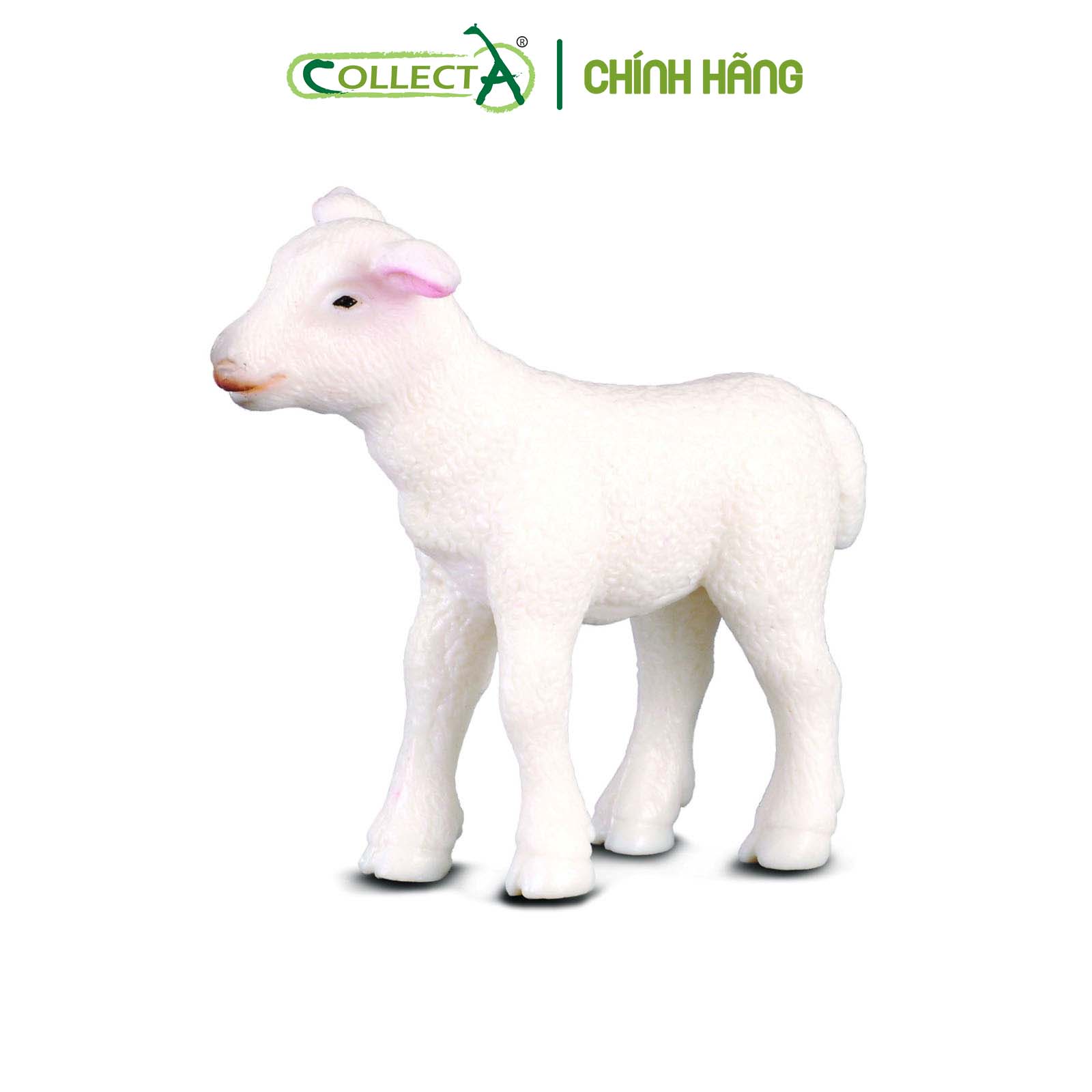 Mô hình thu nhỏ: Cừu con - Lamb, hiệu: CollectA, mã HS 9650171[88009] -  Chất liệu an toàn cho trẻ - Hàng chính hãng