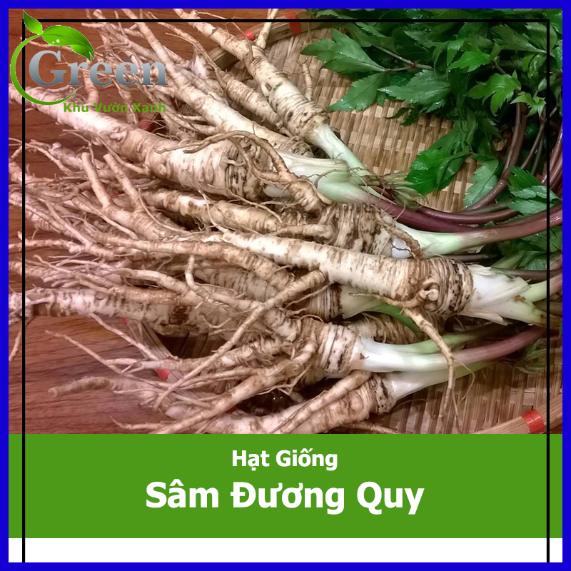 Hạt Giống Sâm Đương Quy Thảo Mộc (100H)