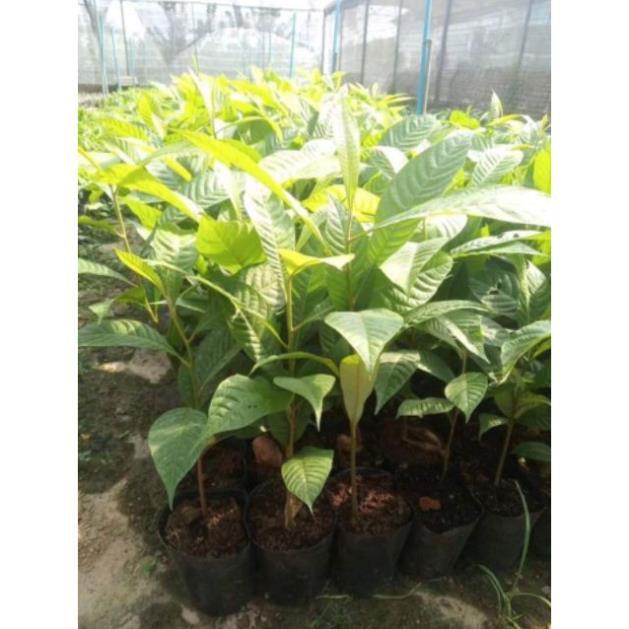 Sản phẩm HỒNG XIÊM RUỘT ĐỎ KHỔNG LỒ