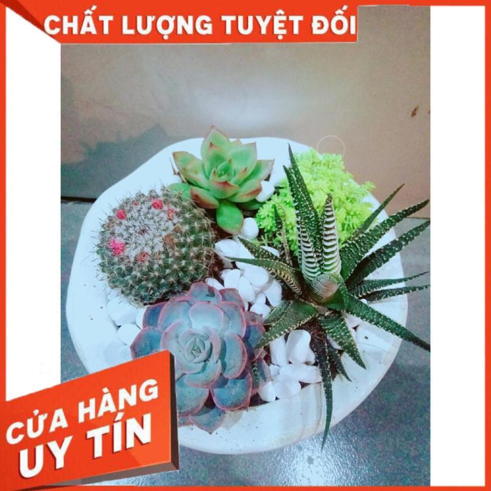 Chậu Mix Nhiều Cây