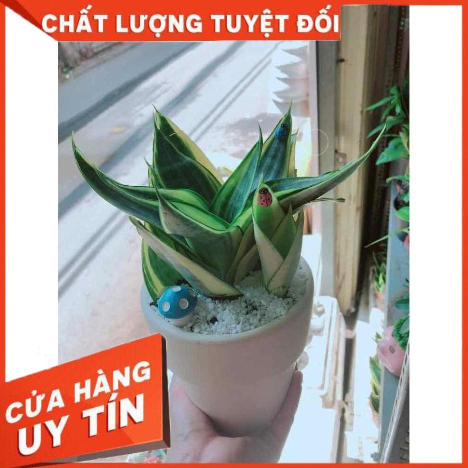 Chậu lưỡi hổ thái Nhiều Người Mua