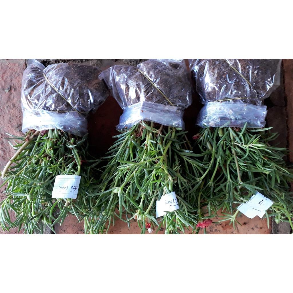 Combo 3 bó Hoa 10 giờ Rất Đẹp 981SP 681sp