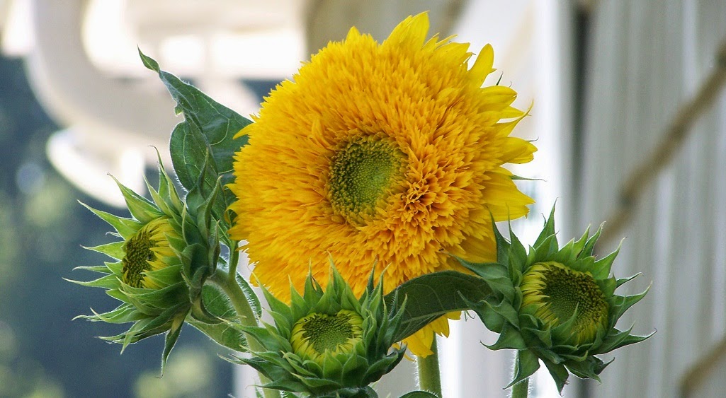 Bộ 1 gói Hạt giống hoa hướng dương gấu