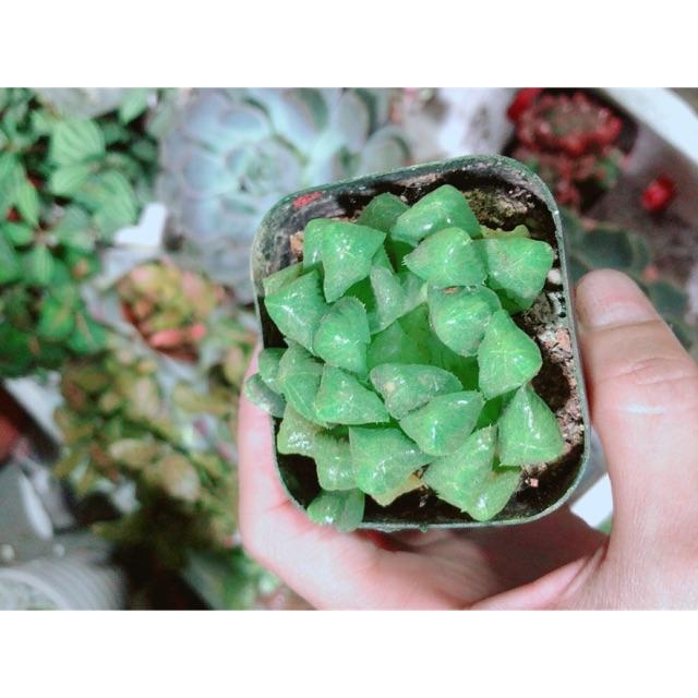 Kim Cương Xanh Lá