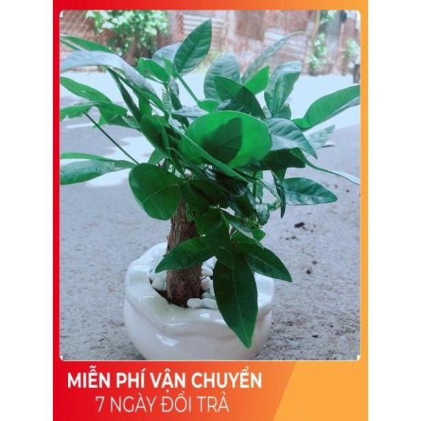 Chậu Kim Ngân 3 Thân